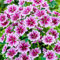 Malva Sylvestris 'Zebrina' (9cm Topf) - Auffällige zweifarbige Blüten - Perfekt für Beete & Bauerngärten