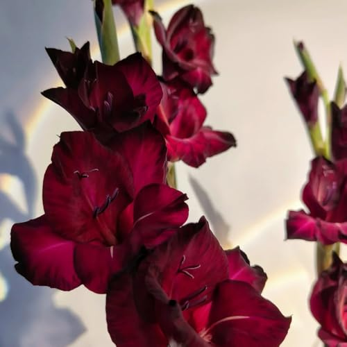 9bulbos Los de gladiolo son perennes y resistentes. que ecen en primavera, decoraciones. de gladiolo ramo, balcón