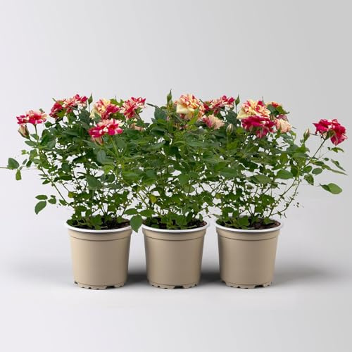 Rose 'Liss', rot-gelb, Topf-Ø 10,5 cm, 3 Pflanzen