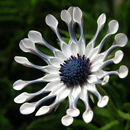 Blue Daisy Osteospermum Whirligig 10 Seeds Very Rare