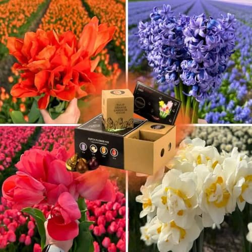 Miscela di bulbi da fiore Dutch Flower Mix - 40 bulbi da fiore - calibro bulbo 12+ - confezione regalo di lusso, mix primaverile colorato, medio, resistente al freddo - direttamente dal coltivatore -