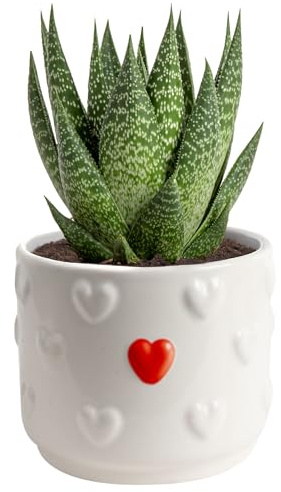 Costa Farms Haworthia Succulent, Easy to Grow Live Plant in Indoor Houseplant Pot, Potting Soil, 4-Inches Tall, Home & Room Decor