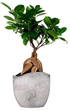 Ficus Ginseng Mini Altezza 36 cm, Pianta Vera, Pianta da Interno, con Vaso artigianale di Terracotta - Cemento Onda