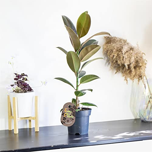 1 Rubber Fig Robusta Ficus elastica in 17cm Pot Evergreen Floor Plant Shiny Leaves