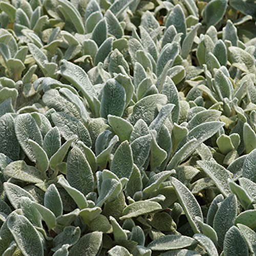 Blumixx Stauden Stachys byzantina 'Silver Carpet' – Teppich-Wollziest, hellviolett blühend, bodendeckend & winterhart, im 0,5 L Topf, für sonnige Standorte im Garten