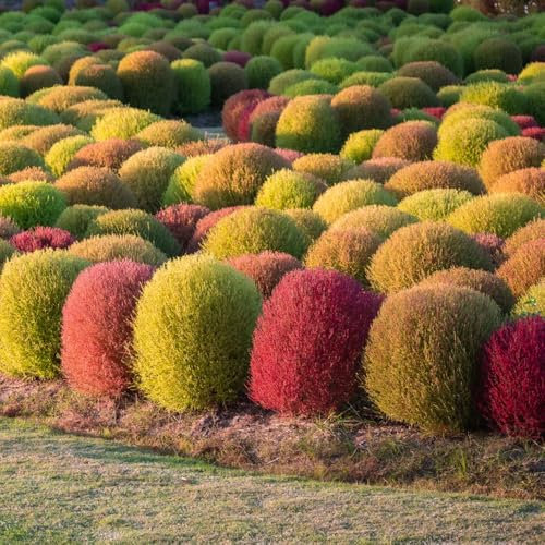 Kochia Scoparia Samen, Sommerzypresse saatgut wiesensamen Sträucher seltene pflanzen für sonnige plätze wiesenblumen steingartenpflanzen gartensamen heckenpflanzen winterhart 100pcs