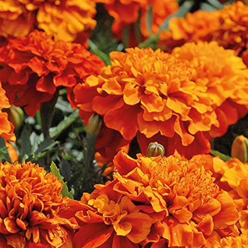 Marigold ‘Fireball’ (Tagetes Patula) 1 Packet (40 Seeds) by Thompson and Morgan