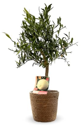 Attitude Jardin - Eremorange avec panier en jonc de mer - citrus × sinensis - agrume méditerranéen - arbre fruitier - 75-85 cm - ⌀ 25 cm