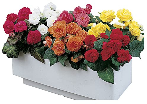 Park Seed Nonstop Mix Begonia Seeds — Pack of 40 Pelleted Flower Seeds, Shade-Loving Annual Begonias for Containers and Garden Beds, Multi-Color Bloom Mix