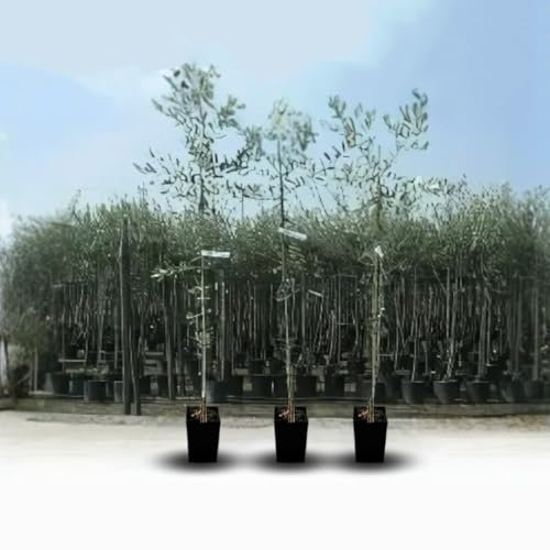 Olivier Olivenbaum Oliven Frantoio - Obstpflanze auf Blumentopf 20 Baum Höhe max 150-2 Jahre Anbau Italien