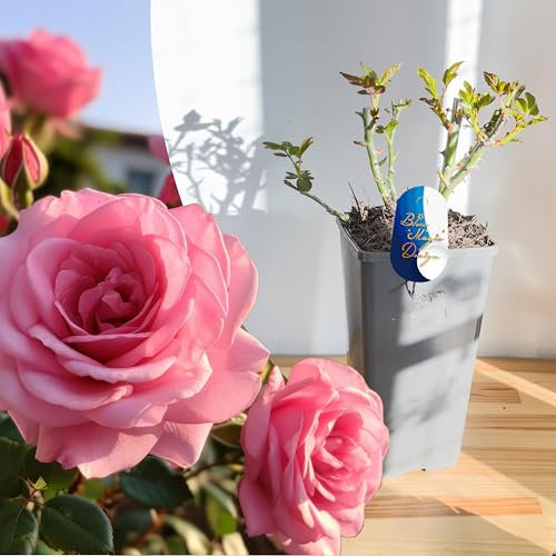 Mature Plant Pink Tom Shrub Rose in 2L Pot: Well-Developed Roots, Ideal for Garden Borders, Hedging, and Climbing Trellises