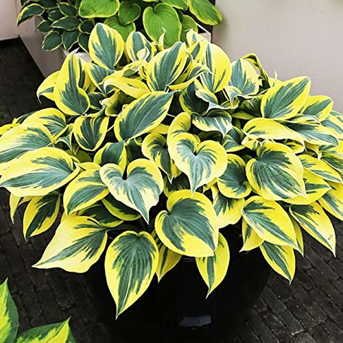 Hosta Planta Rizoma De Hosta, Novato, JardíN, Bulbo Di Hosta, Hojas Grandes Tolerantes Al FríO-Tolerantes A La Sombra-Exteriores, Hosta Pianta, Calas Gigantes Bulbos De Calas,-6bulbos-E