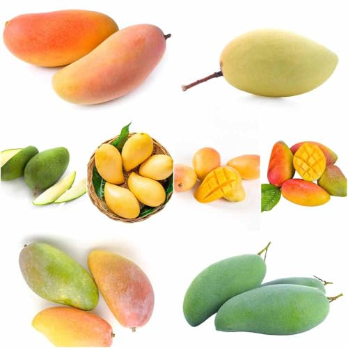 semillas mango de interior resistentes al aire libre, resistentes columnar, perennes 9pcs