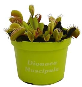 Planta Carnívora Venus Atrapa Moscas Planta Natural