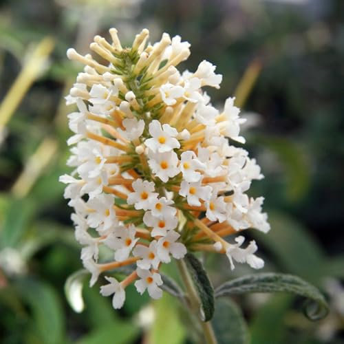 Vivai le Georgiche - Pianta vera di Buddleja davidii White Ball Buddleia, Albero delle farfalle 'White Ball' - vaso Ø 19 cm - altezza alla vendita 20-30 cm