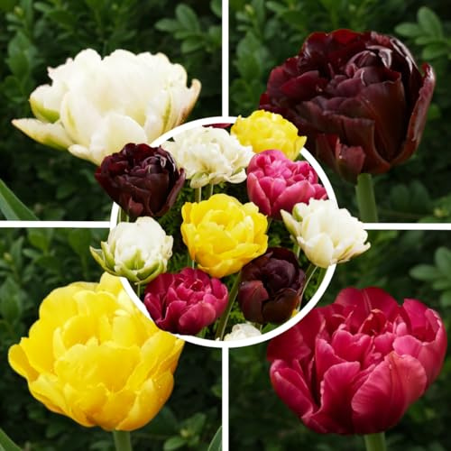 FLORIUM 25 x dubbel blommande tulpanlökar vårblandning | Exklusiv tulpanlökar från Holland | Minst 5 olika sorter och färger | vinterhärdiga och fleråriga