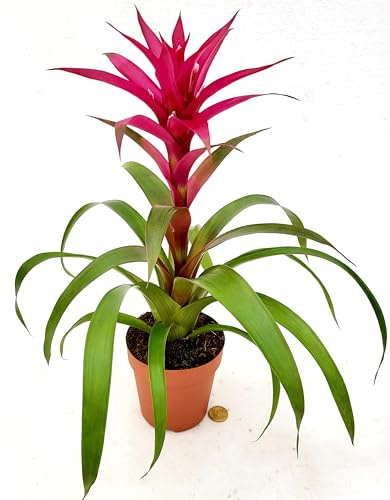 POWERS TO FLOWERS - GUZMANIA VIOLA, VASO 13CM DIAMETRO, pianta vera