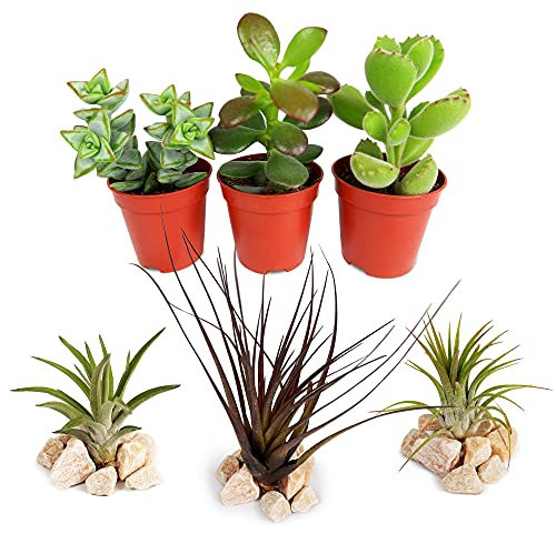 Carbeth Plants Succulent and Air Plant Mix - 3X Air Plants Plus 3X Succulents