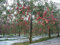 15 halb Fuji Apfelbaum (Malus pumila 'Fuji') CombSH