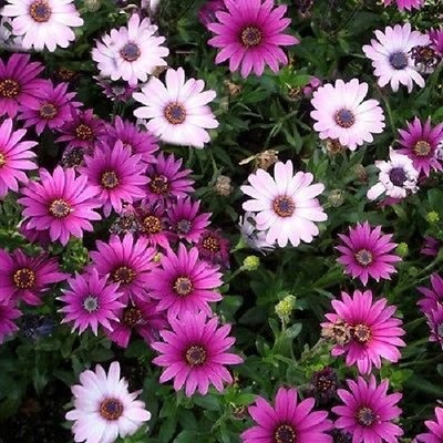 Graines De Marguerite Africaine - Mélange De Graines D'Osteospermum Ecklonis Paquet De 100 Graines