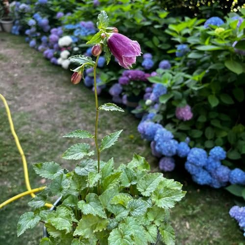 Semillas de campanilla-Campanula Medium,resistentes para exterior,semillas de y en maceta.jardín decorativo 200pcs