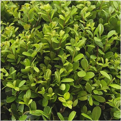 8 x 6-pack Ilex crenata 'Jenny' – Ø 7 cm – 15 cm