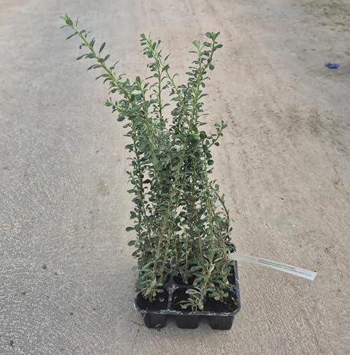 9 Uds Cotoneaster Thimifolius (5-10 cm) | Arbusto Ornamental de Porte Arqueado | Follaje Verde Brillante, Flores Blancas y Frutos Rojos | Ideal para Macizos Arbustivos