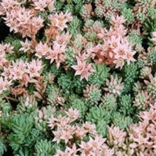 Frescos 1000 semillas - Sedum Hispanicum cubierta de tierra de semillas