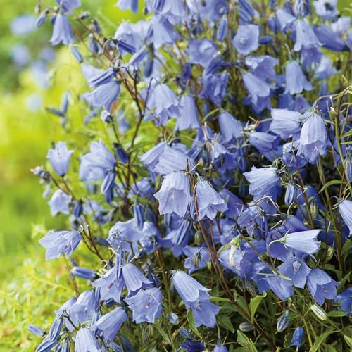 Zwerg-Glockenblume blau - Campanula cochleariifolia, pflegeleichte Staude, im 9 cm Topf