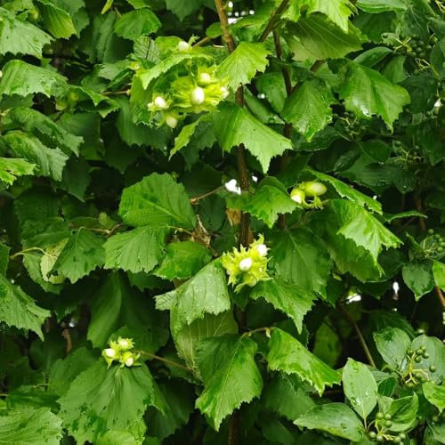 haselnuss samen - winterharte kübelpflanzen haselnussstrauch exotische pflanzen winterhart - Seltene pflanzen - dekopflanzen winterharte pflanzen für garten gewächshaus balkon 5pcs