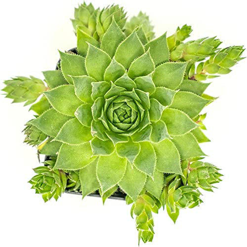 Siempreviva PREMIUM Planta Suculenta Natural de Interior y Exterior