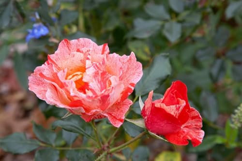 Rosa 'Grimaldi' 7,5-10 Liter Container - Edelrose, rosa Blüten, Blütezeit Juni-Oktober, ideal für Rabatten, duftend, pflegeleicht und winterhart
