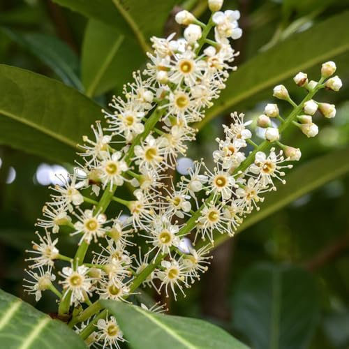 semillas de laurel cerezo - perennes resistentes para pleno sol para balcones orgánicas de cama elevada 200pcs