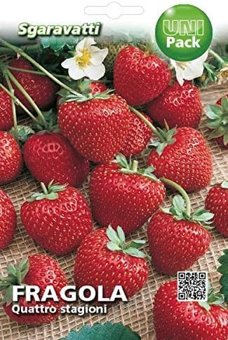 SEMI FRAGOLE 4 STAGIONI SEMENTI ORTO PROFESSIONALI SEEDS VASI PIANTINE BALCONE SEEDS SEMILLAS GRAINES