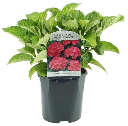 GreenboutiQ - Hortensia - Hydrangea macrophylla Rouge - Fleur Rouge - 3 Plantes - 1 m2 - Feuillage Caduc - Peu d'Entretien - Pot 17cm Hauteur 30cm