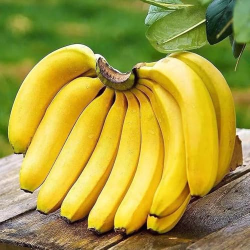 bananenbaum winterhart, bananen - garten frisch exotische steingarten mehrjährig 90samen