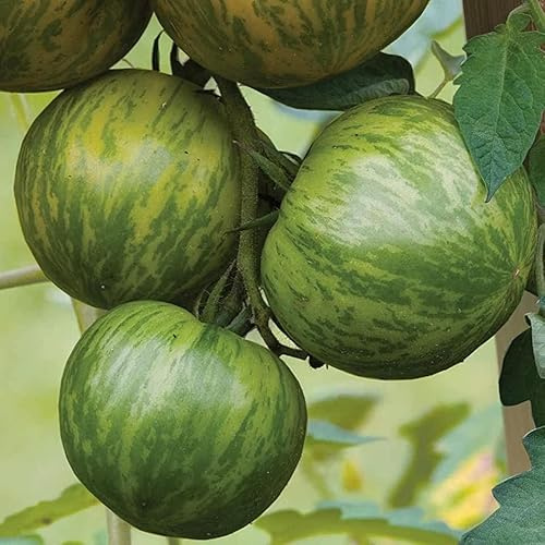 SeedsUP - 30+ Seeds Zebra Tomato - Vegetable Green