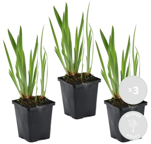 Bloomique - 3er Set - Iris Kaempferi - Japanische Sumpf-Schwertlilie - Teichpflanzen Winterhart - Wasserpflanzen - Zone 1-2 - Höhe 15-25 cm - Topf 9 cm