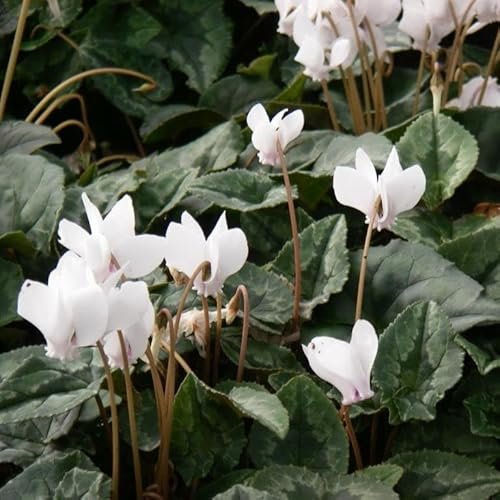 6x Cyclamen de Naples - Cyclamen hederifolium ‘White Pearls’ - Godet 9x9cm