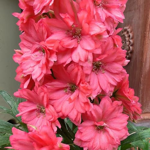 rittersporn samen winterhart mehrjährig, winterharte pflanzen für balkon, stauden blumen balkon, samen balkon bodendecker, blumenwiese samen blumen, garten hochbeet bio samen, 500pcs