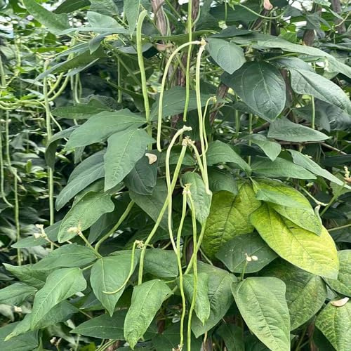 semillas de judías largas - jardín resistentes decoración rara 125pcs