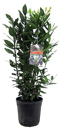 Laurel Árbol Mediterráneo - Planta Natural - Planta Aromática - Interior y Exterior