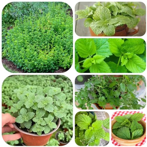 semi di melissa resistenti di selvatici perenni resistenti melissa biologica rare, decorazione soggiorno di perenni per aiuole rialzate, 600pcs