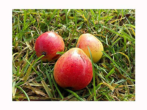 Rare Fruit Tree, SORBUS DOMESTICA,