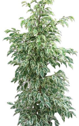 Indoor Plant -House or Office Plant -Ficus benjamina Variegata - Variegated Weeping Fig Approx 110cm-