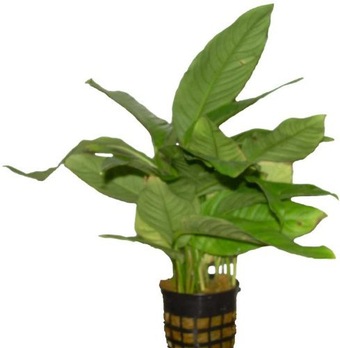 Aquariumpflanzen Anubia Mutterpflanze, Wasserpflanzen