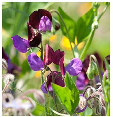 PREMIER SEEDS DIRECT Sweet Pea - GRANDIFLORA - MATUCANA - 100 Finest Seeds