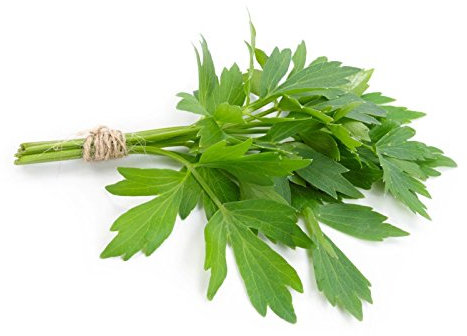 Livèche Levisticum officinale 50 graines herbe grandir E61 ez