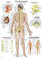 Anatomische Lehrtafel Das Nervensystem | ca. 70 x 100 cm