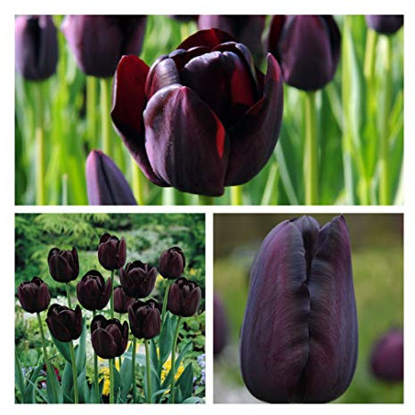 Tulip Flower Bulbs - 10 x Queen of The Night Flower Bulbs Size 10/11 Luscious Black Spring Tulips. Easy to Grow